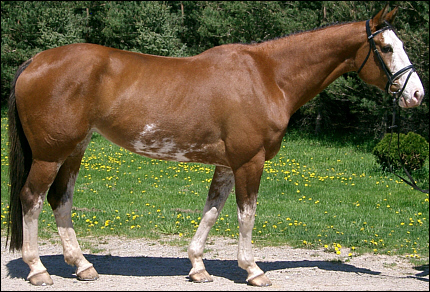 © Superior Horse