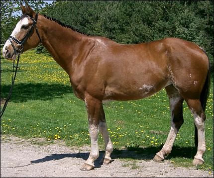 © Superior Horse