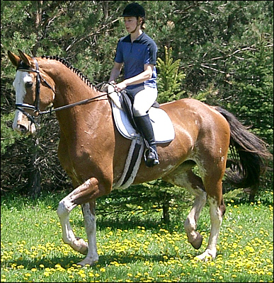 © Superior Horse
