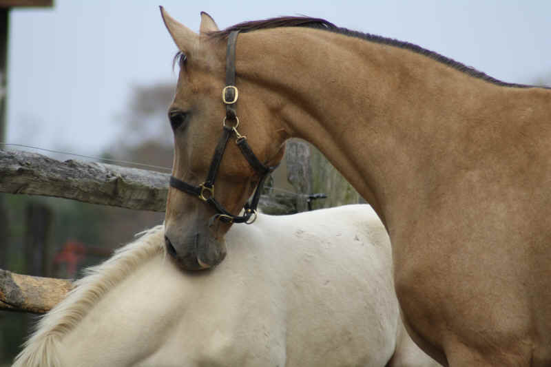 © Goldhope Farm