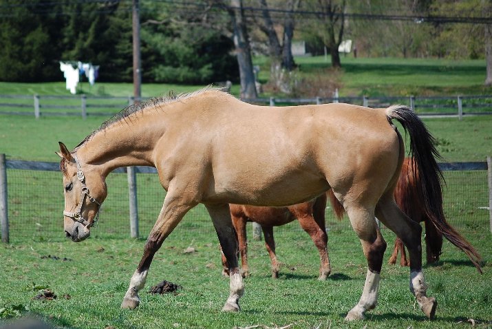 © Goldhope Farm