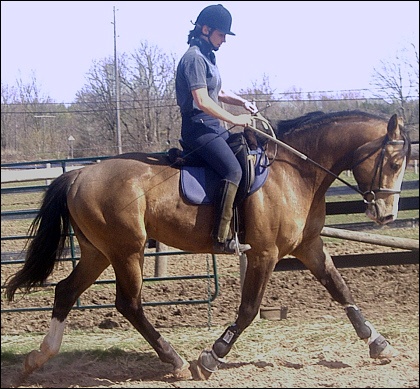 © Superior Warmblood