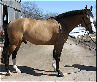 © Superior Warmblood