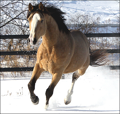 © Superior Warmblood