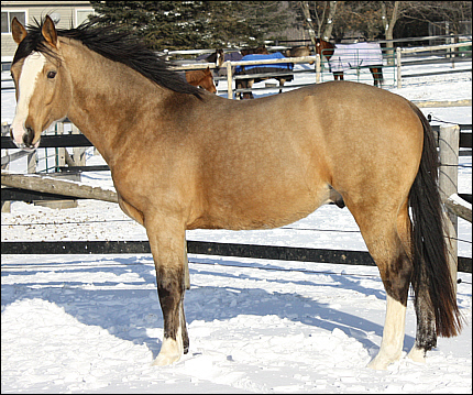 © Superior Warmblood