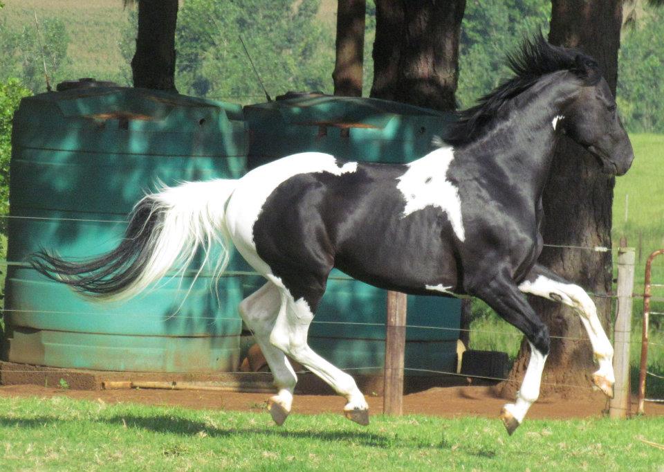 © Saratoga Stud