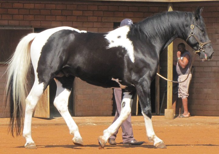© Saratoga Stud