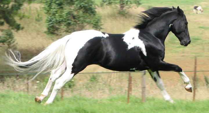 © Saratoga Stud