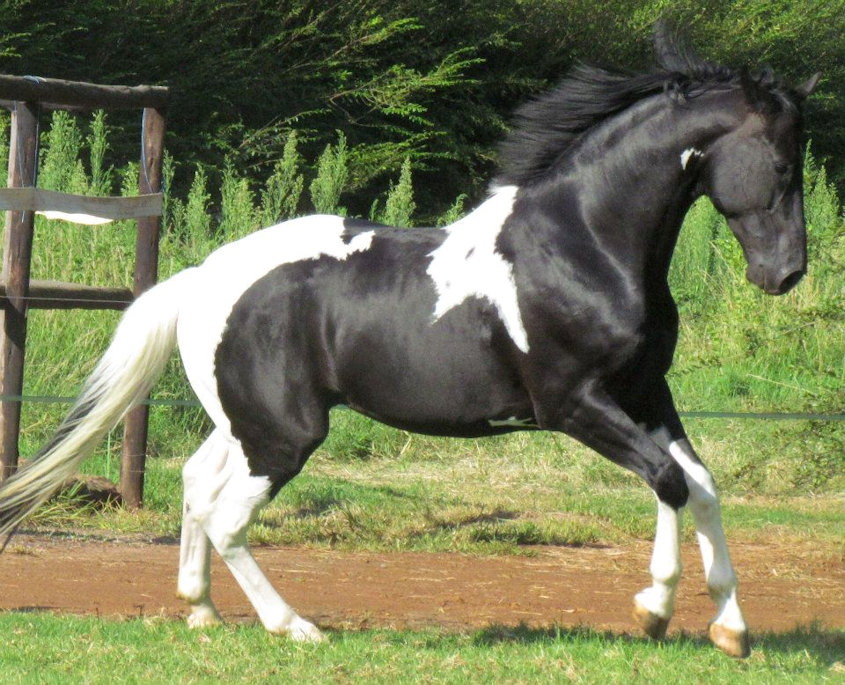 © Saratoga Stud