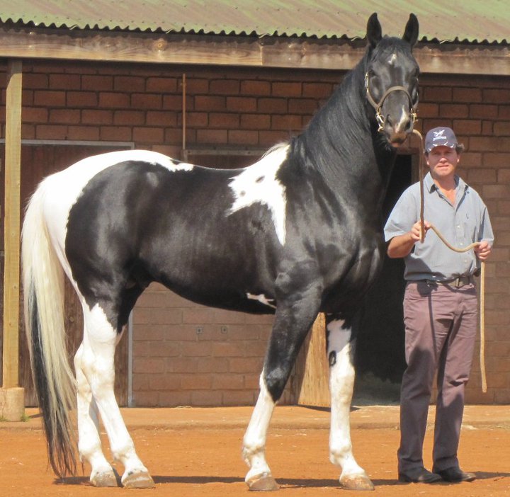 © Saratoga Stud