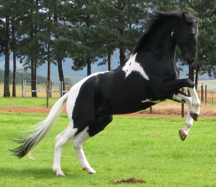 © Saratoga Stud