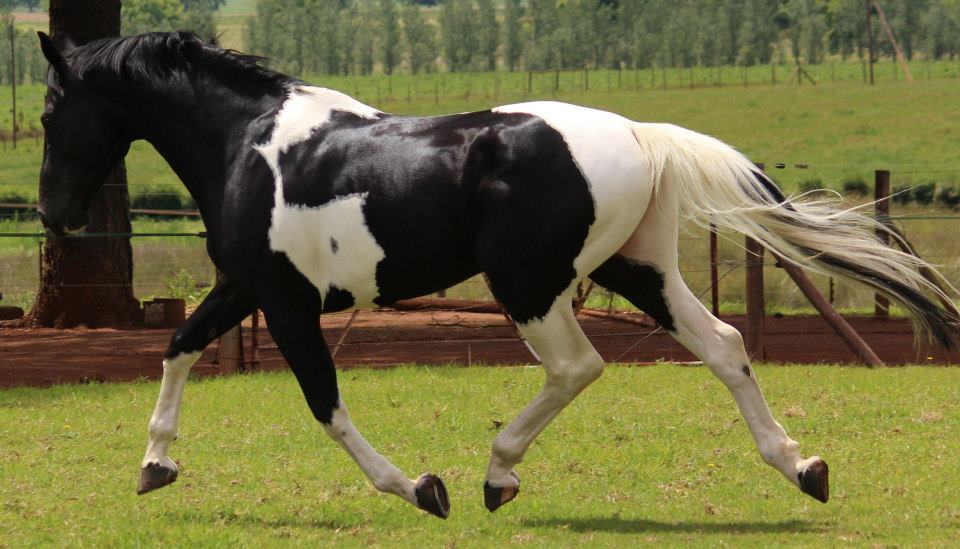 © Saratoga Stud