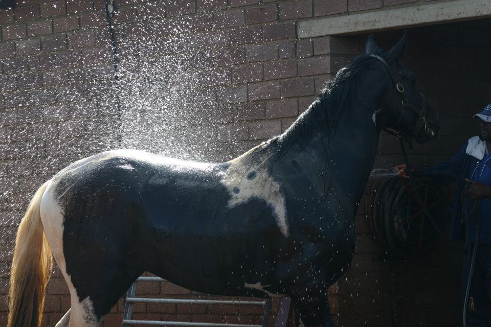 © Saratoga Stud