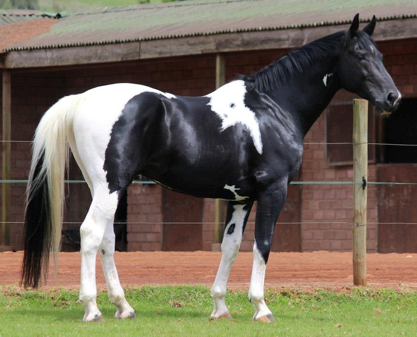 © Saratoga Stud