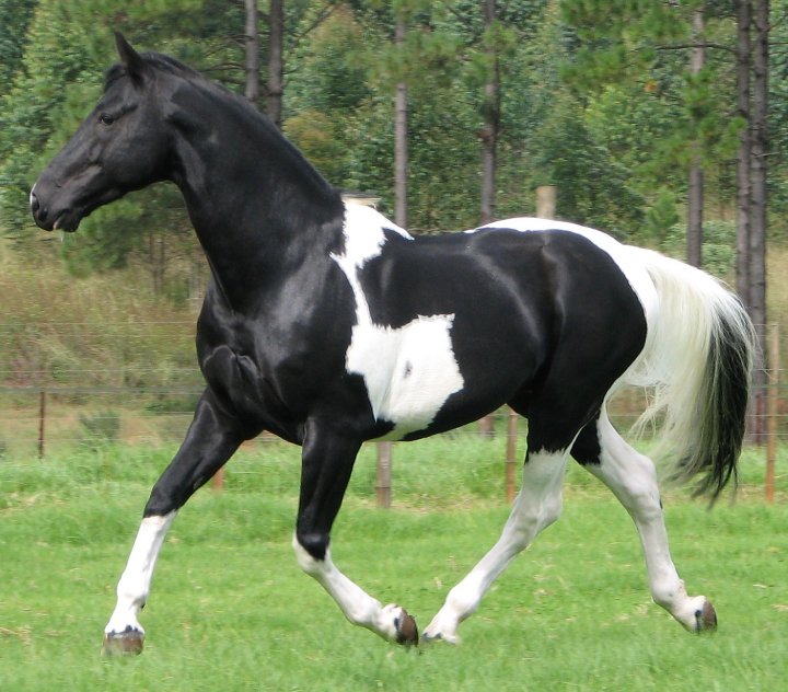 © Saratoga Stud