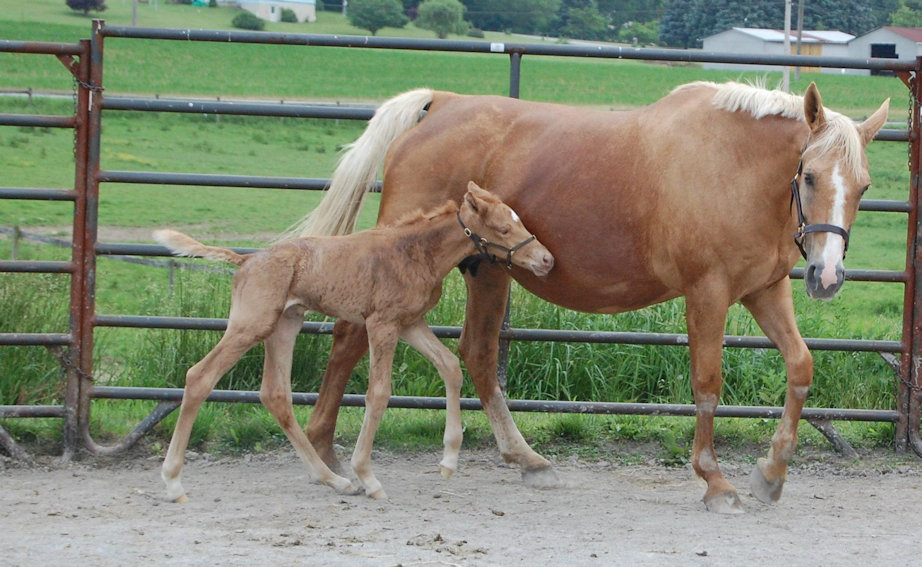 © Goldhope Farm