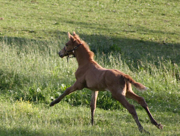 © Goldhope Farm