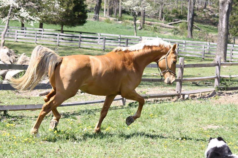 © Goldhope Farm