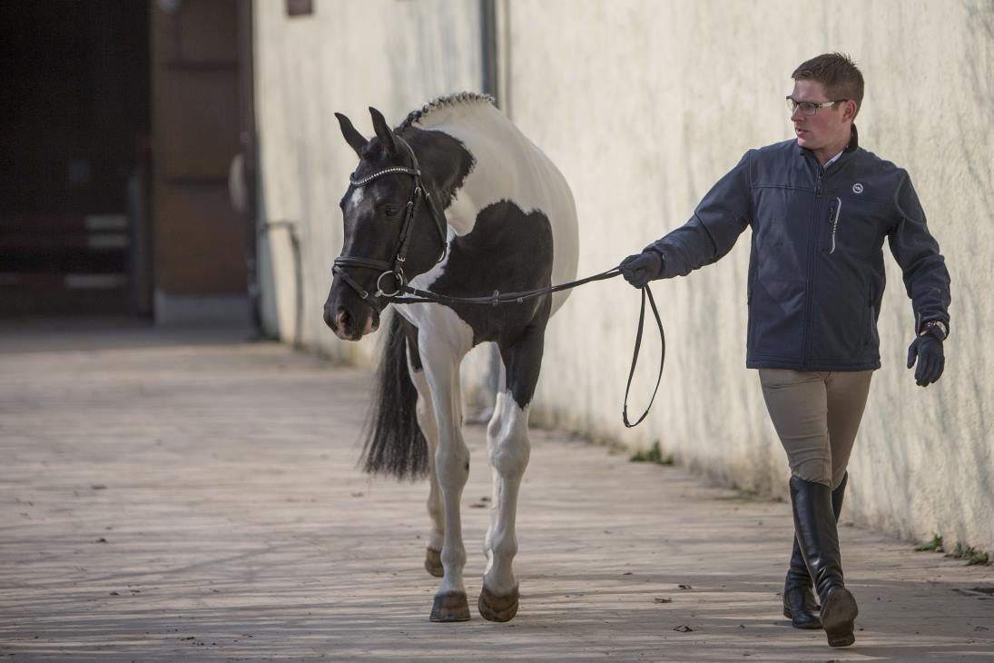 © Exzeptionat homozygous Trakehner stallion