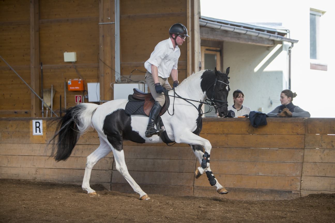 © Exzeptionat homozygous Trakehner stallion
