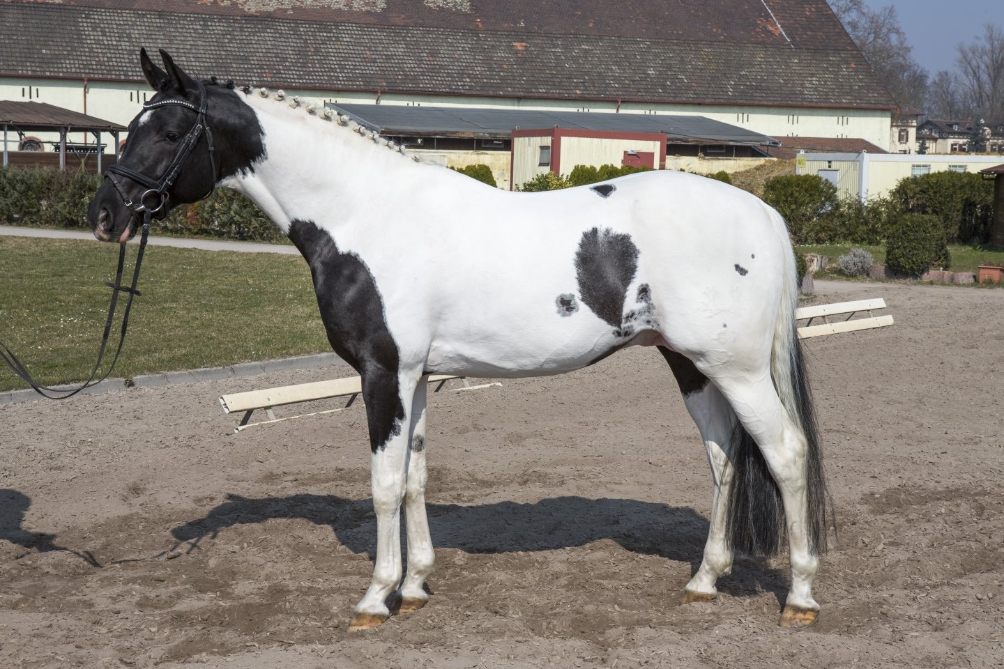 © Exzeptionat homozygous Trakehner stallion