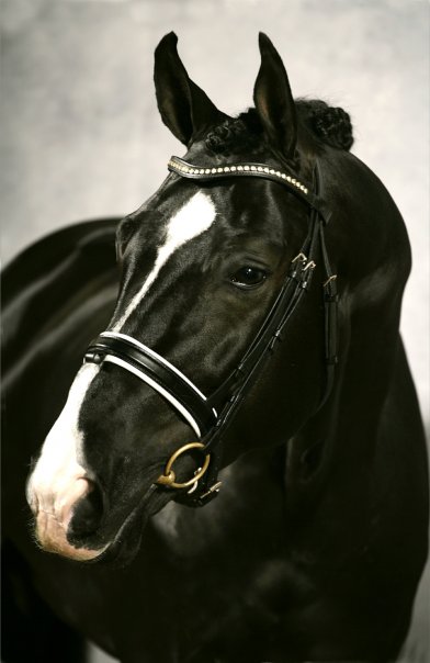 © Horses Exclusive
