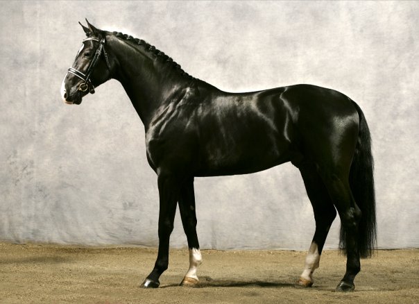 © Horses Exclusive