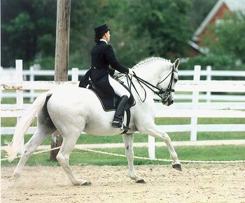 © River House Hanoverians