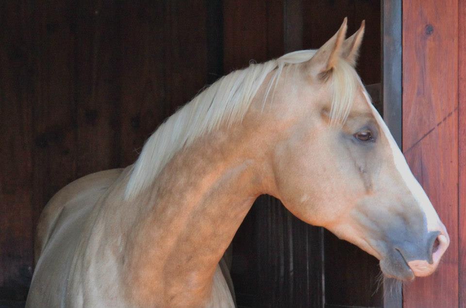 © Saratoga Stud