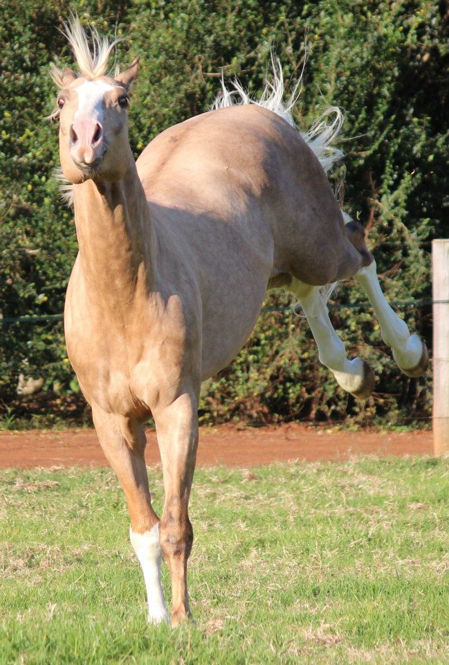 © Saratoga Stud