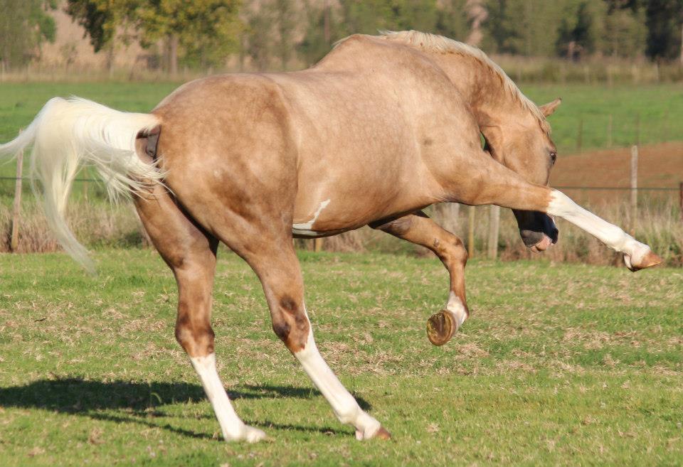 © Saratoga Stud