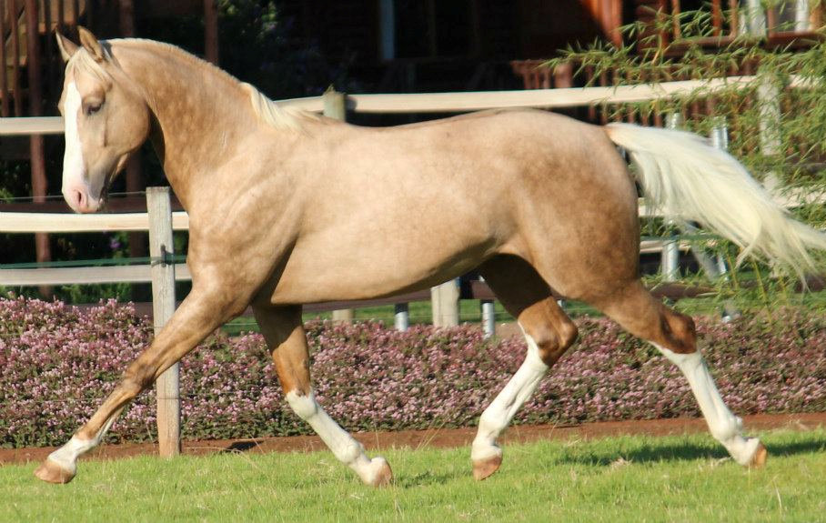 © Saratoga Stud