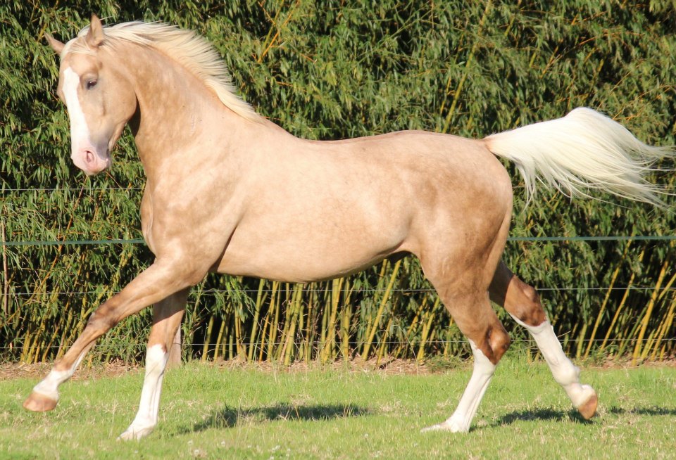 © Saratoga Stud