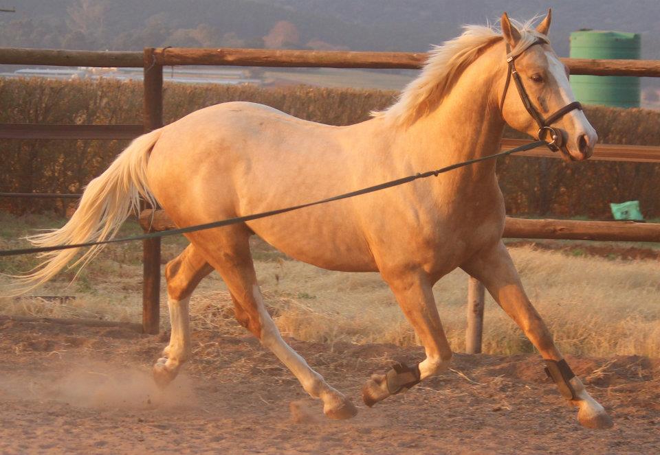 © Saratoga Stud