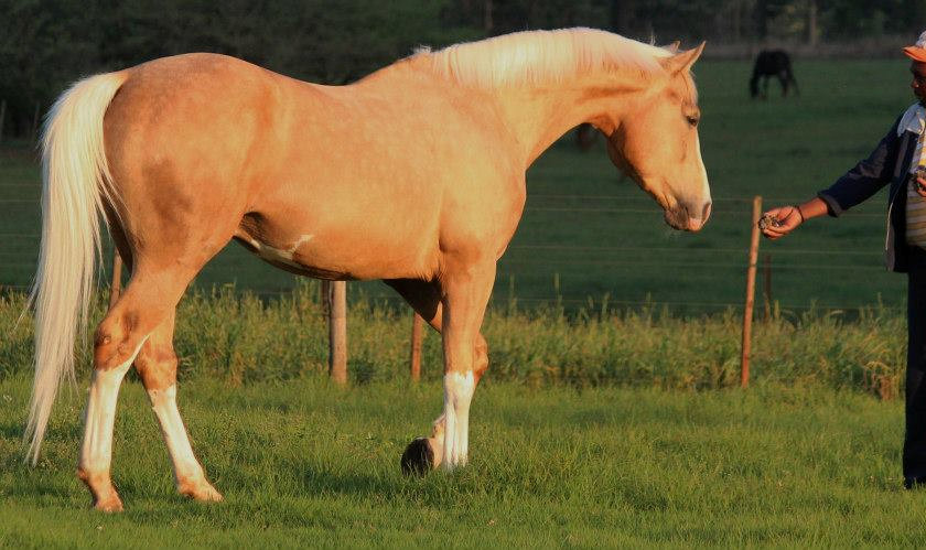 © Saratoga Stud