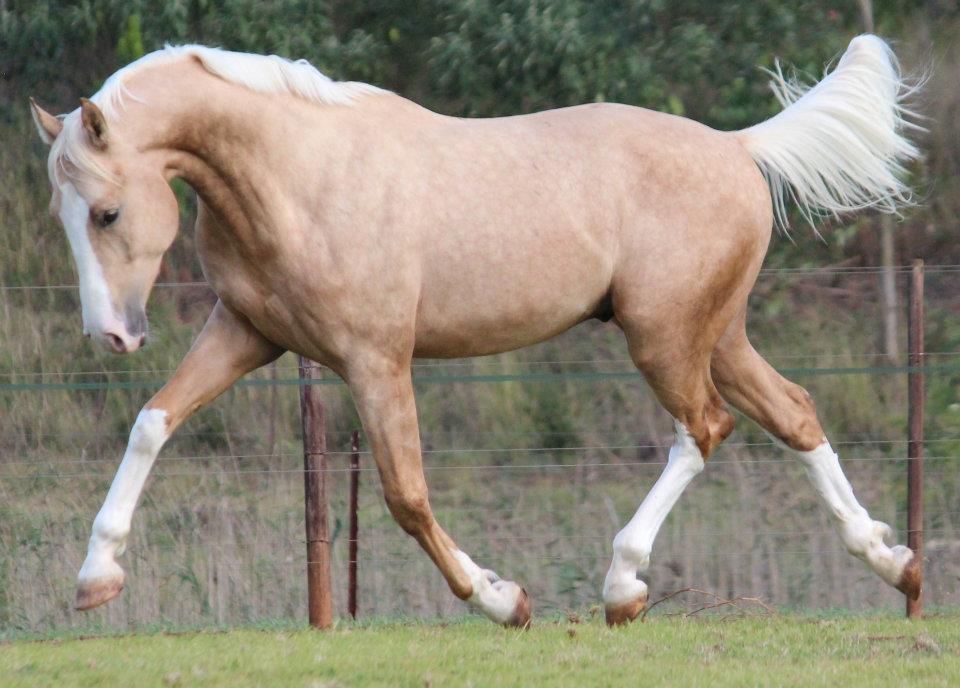 © Saratoga Stud