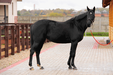 © Alfa Horse