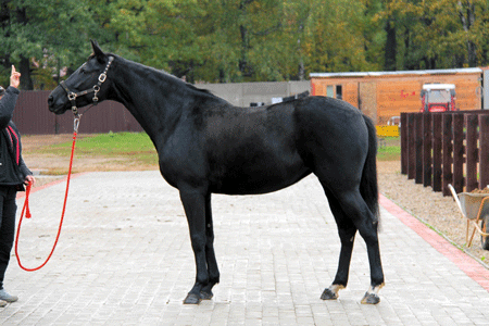 © Alfa Horse