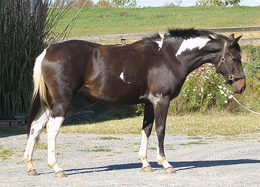 © Silverwood Farm, photo by Lizard Graphic