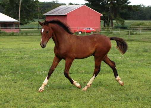 © Haven Sporthorses