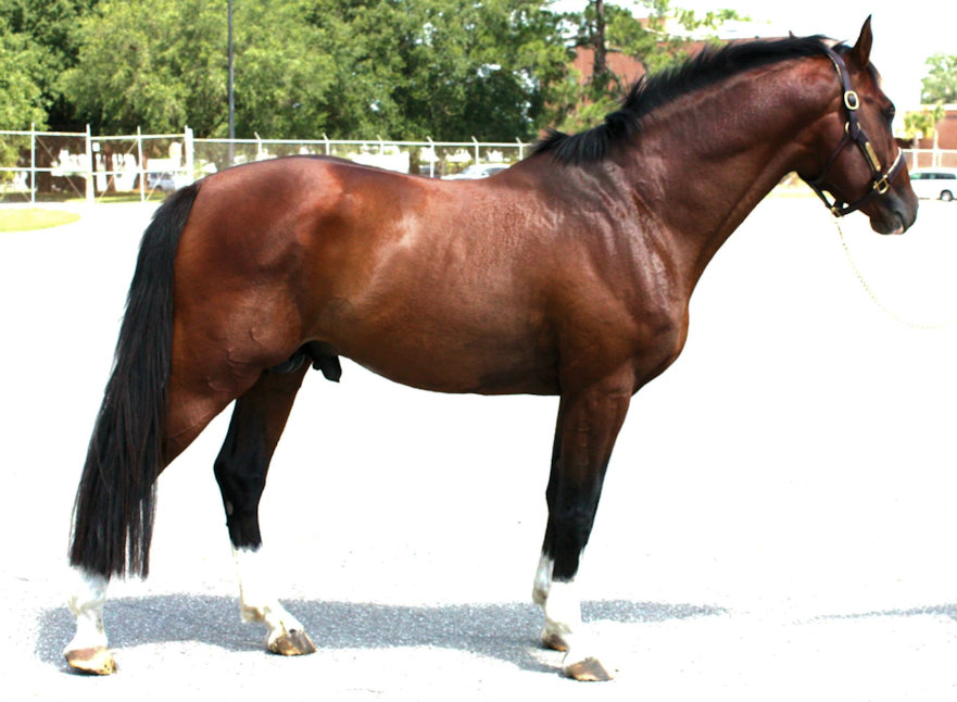 © Haven Sporthorses