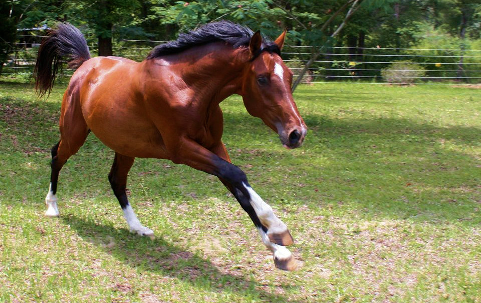 © Haven Sporthorses