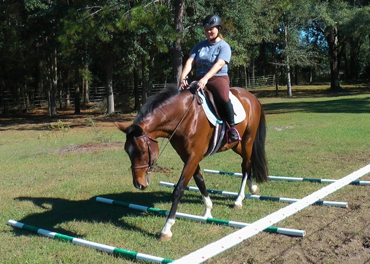 © Haven Sporthorses