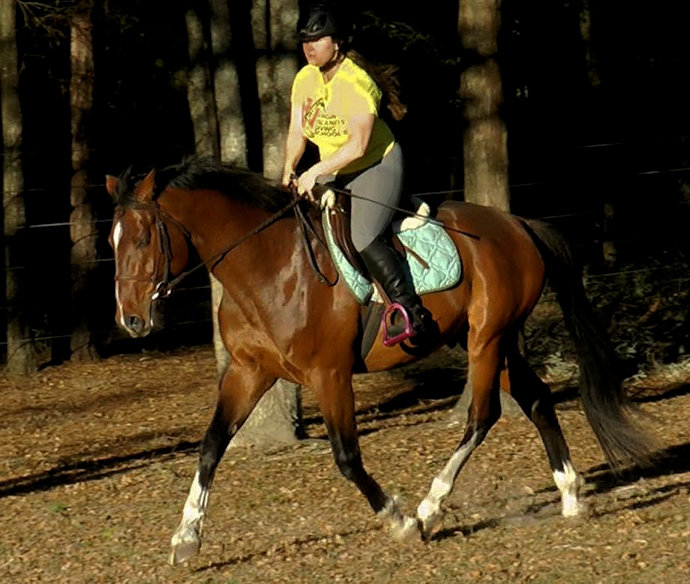 © Haven Sporthorses