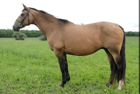 © Cindy's Warmblood