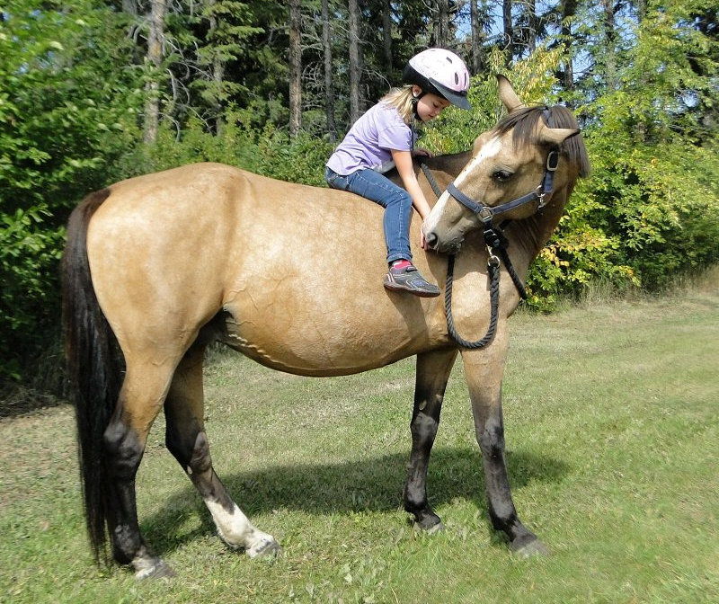 © Cindy's Warmblood