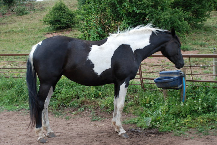 © Honeybrook Stud