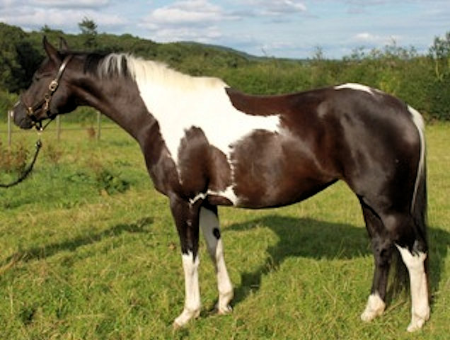 © Honeybrook Stud