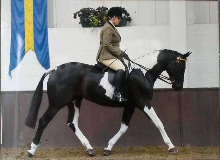 © Honeybrook Stud