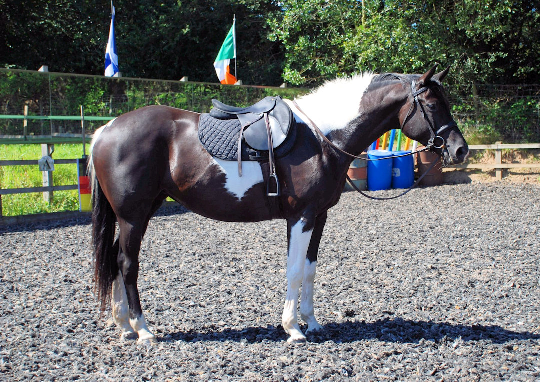 © Honeybrook Stud